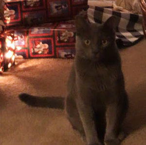 Meet your Posher, Gerald